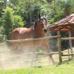 Fazendinha com cavalos para eventos e vivências rurais